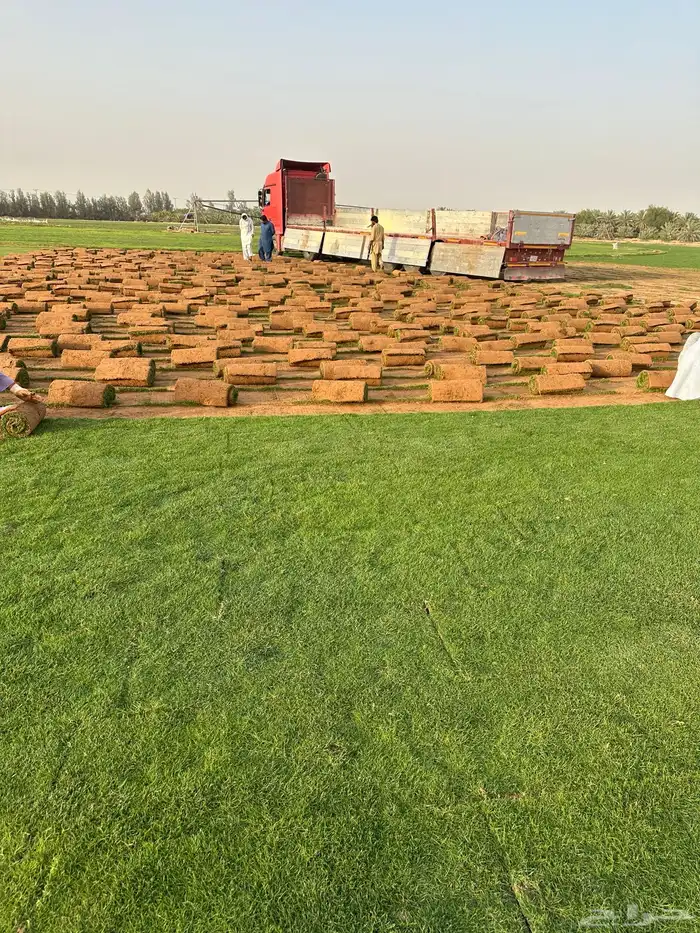 ثيل سي الفين درجه اولي صافي و نظيف. 5