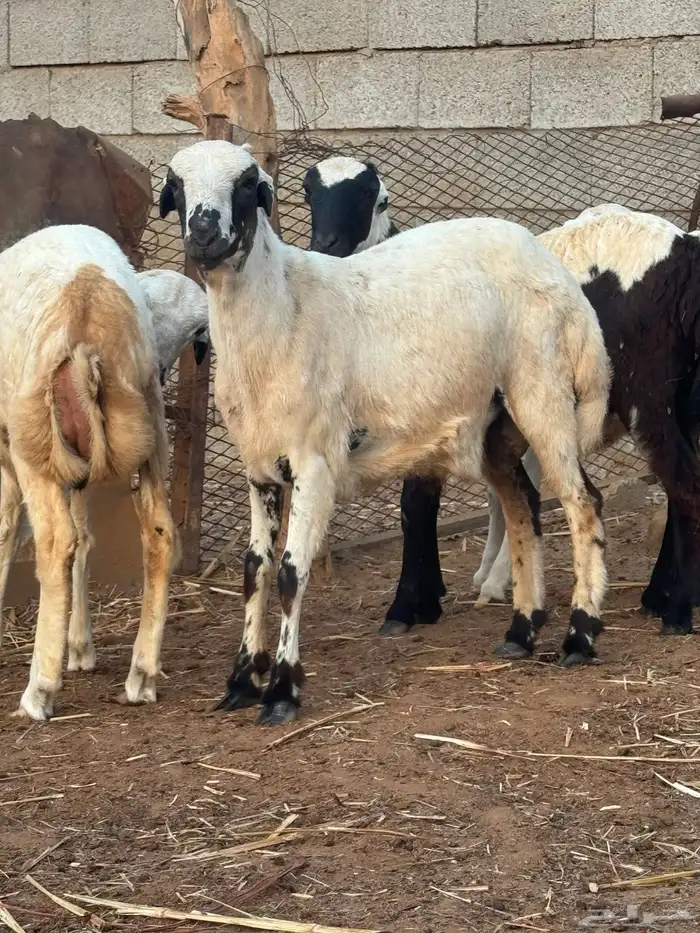 اضحيه للبيع 2