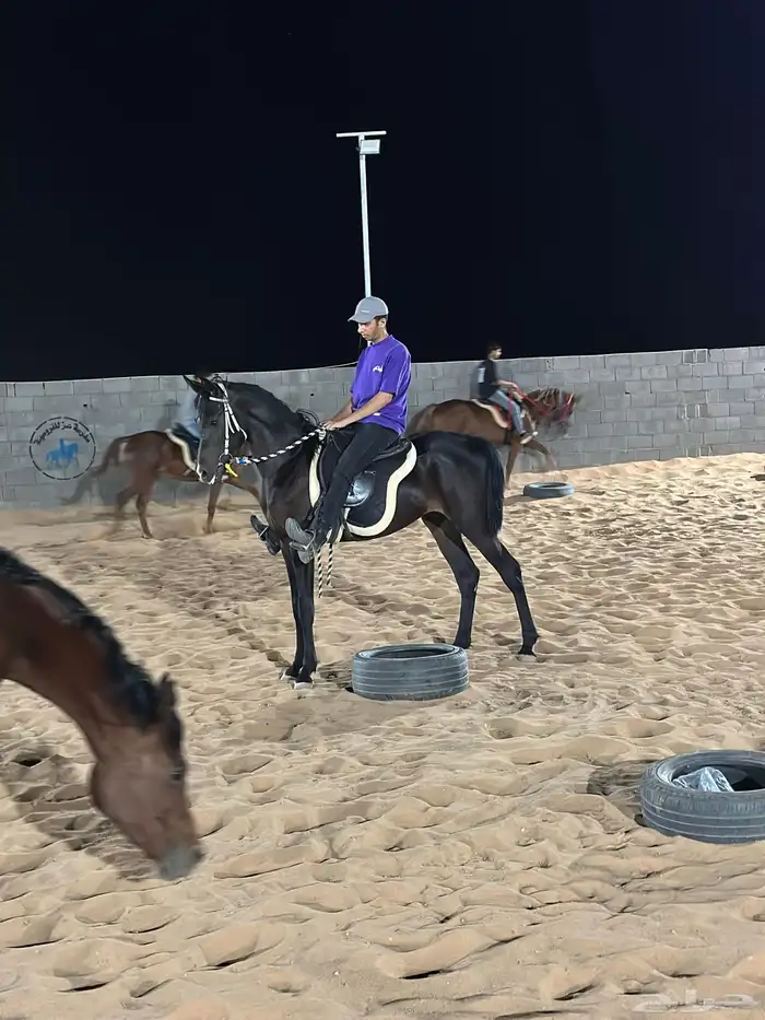 ركوب حر للخيل 2