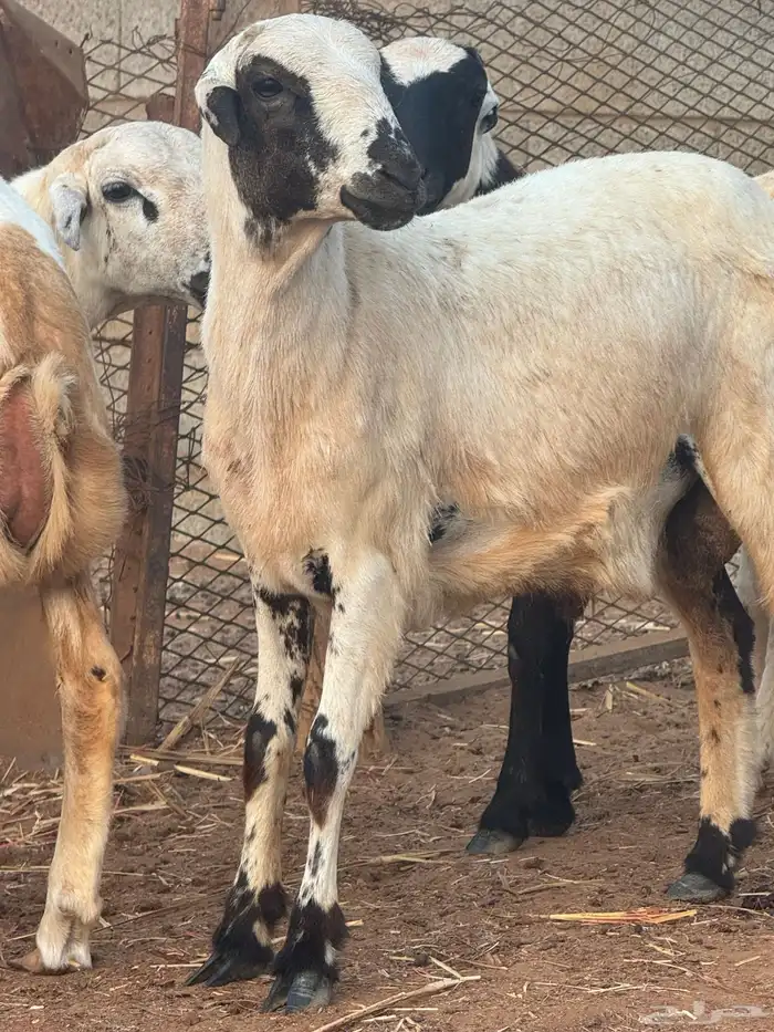 اضحيه للبيع 3