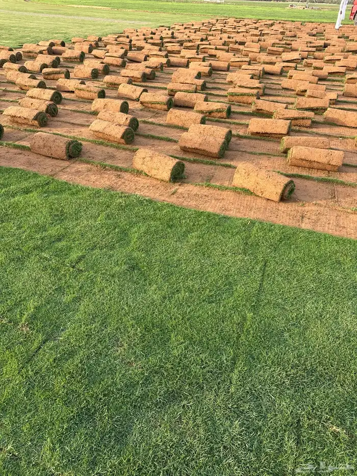 ثيل سي الفين درجه اولي صافي و نظيف. 7