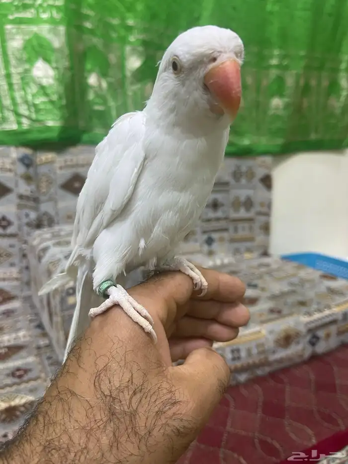 دره البينو 1