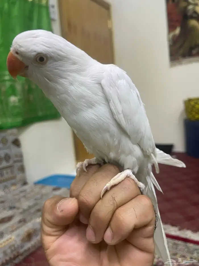 دره البينو 0