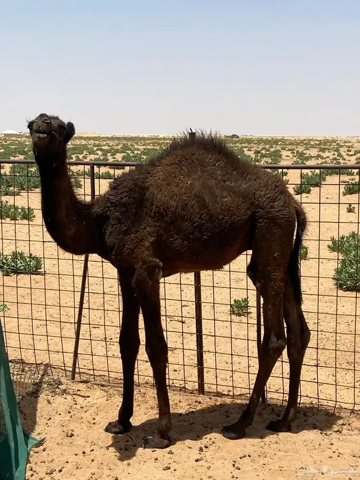 قعود 0