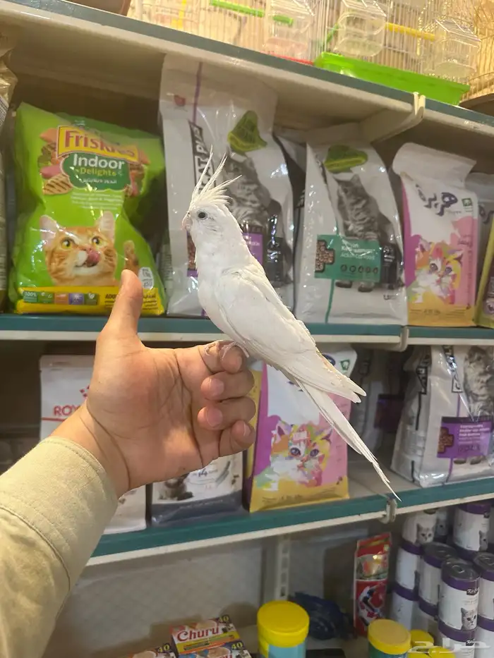 كروان البينو اليف جدا  ماشاءالله 1