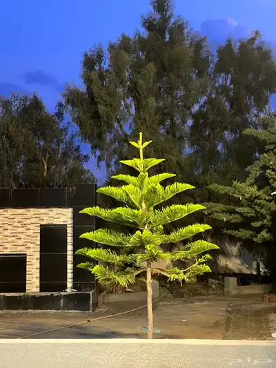 استراحه في النماص بملعب للايجار الاسبوعي والشهرى 16