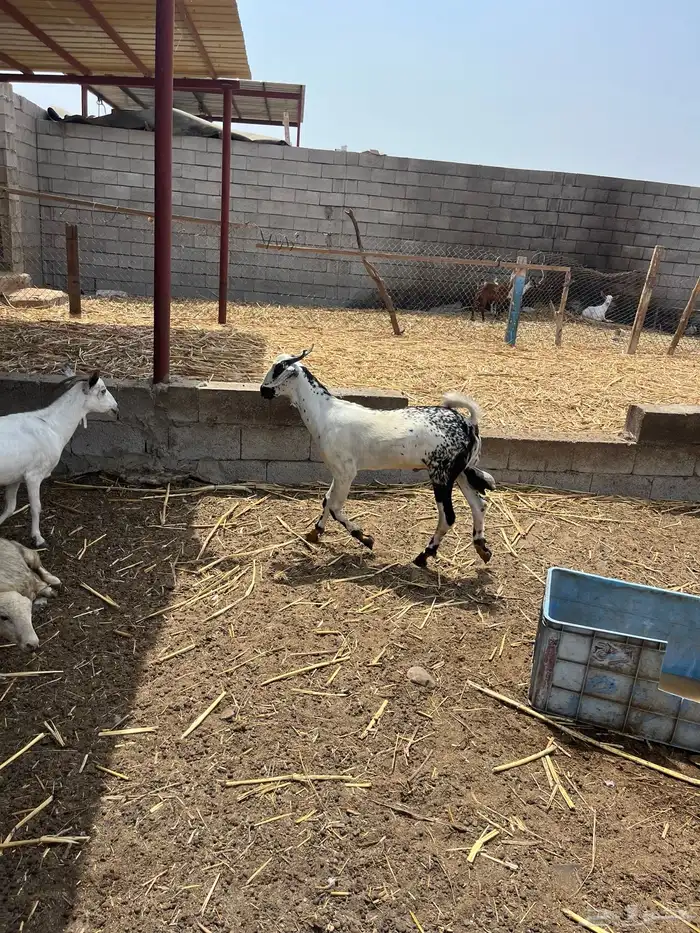 مشروع بيشي 4