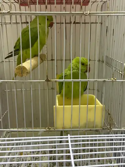 اعرض لكم كنيور قرين شيك ودره 1