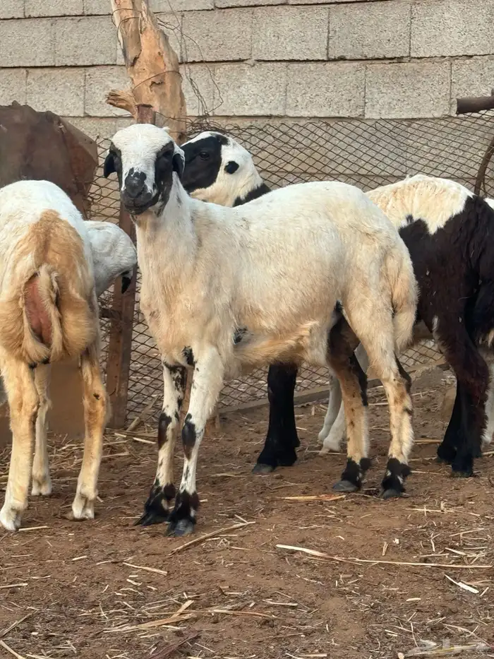 اضحيه للبيع 1