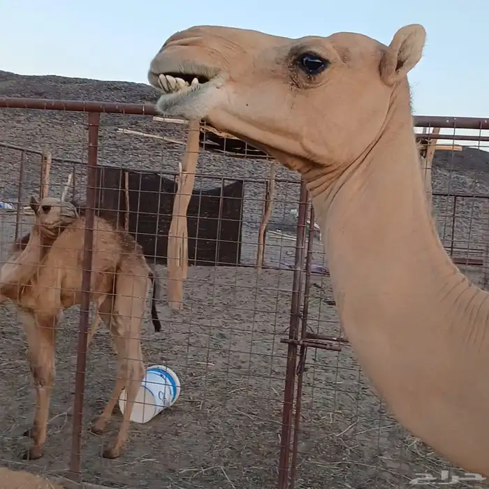 خلفة الموصى بالحمض تم البيع خارج الموقع 1