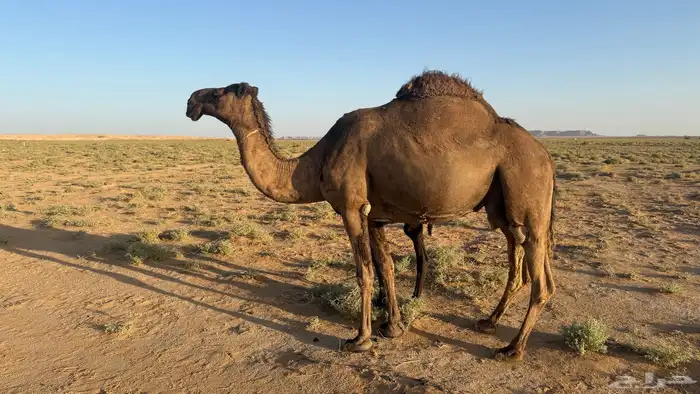 خلفه صفراء 3