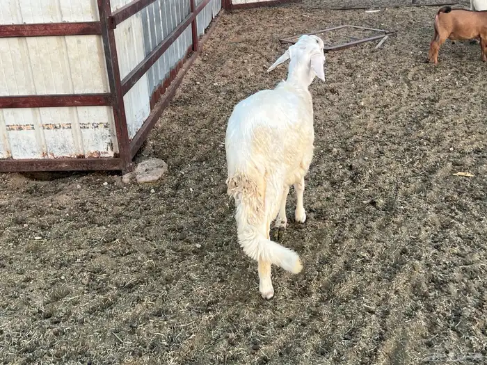 خروف سواكني 1