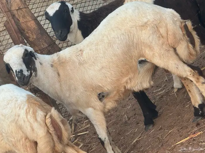 اضحيه للبيع 0