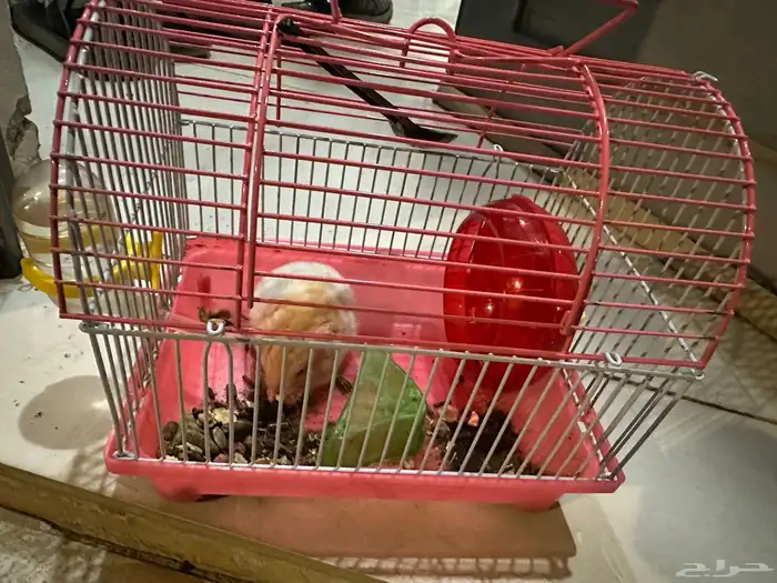 60 Riyal Rat 0