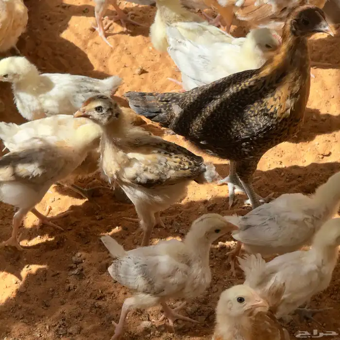 دجاج بلدي صوص 3