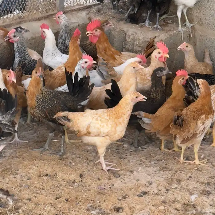 دجاج بلدي صوص 1