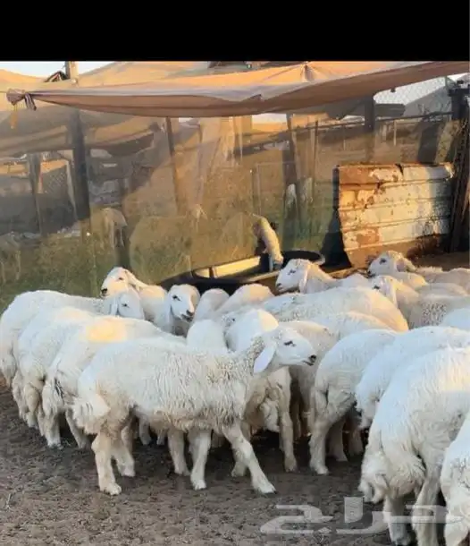 طليان حريات غنم حري تيوس عارضيات 1