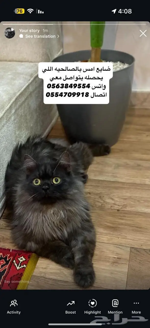 قط مفقود 0
