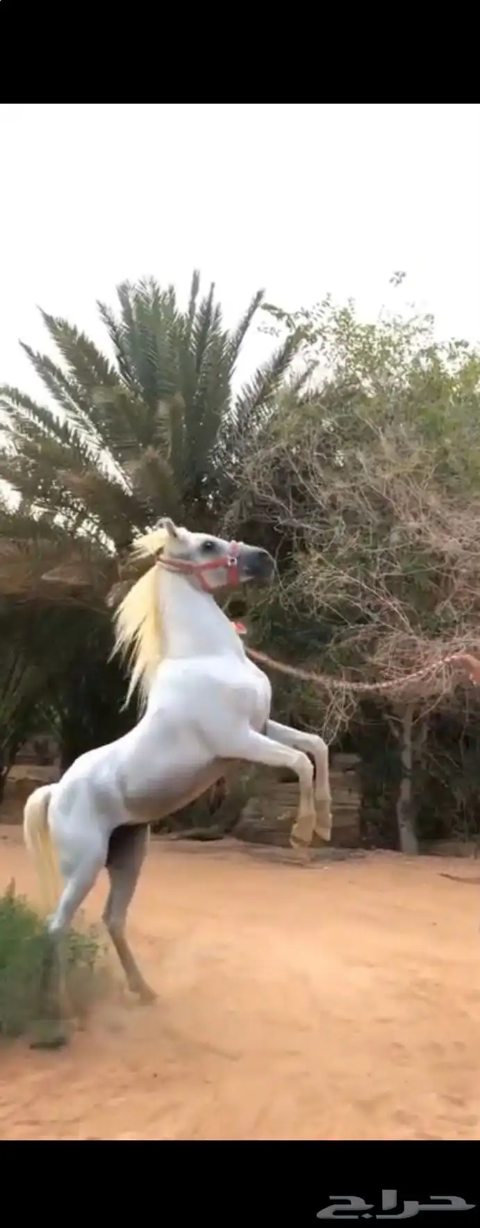 حصان فحل مربط 0