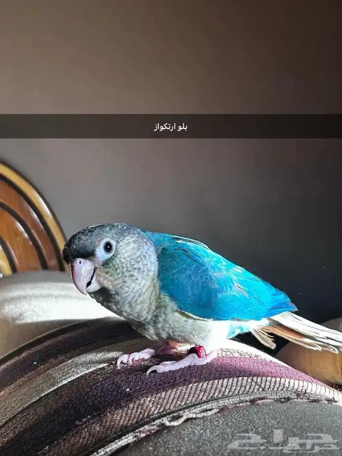 فروخ كنيور بلو شك و بلو ارتكواز 2