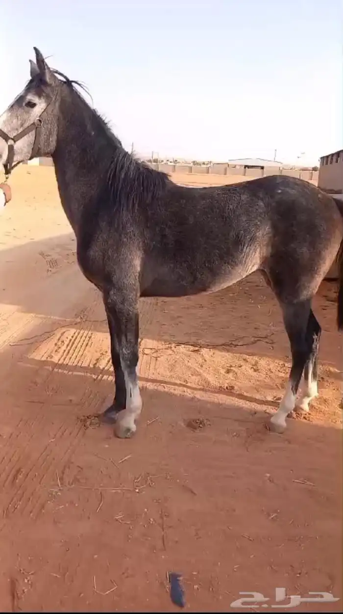 فرس جزيريه واهو سرعة 1