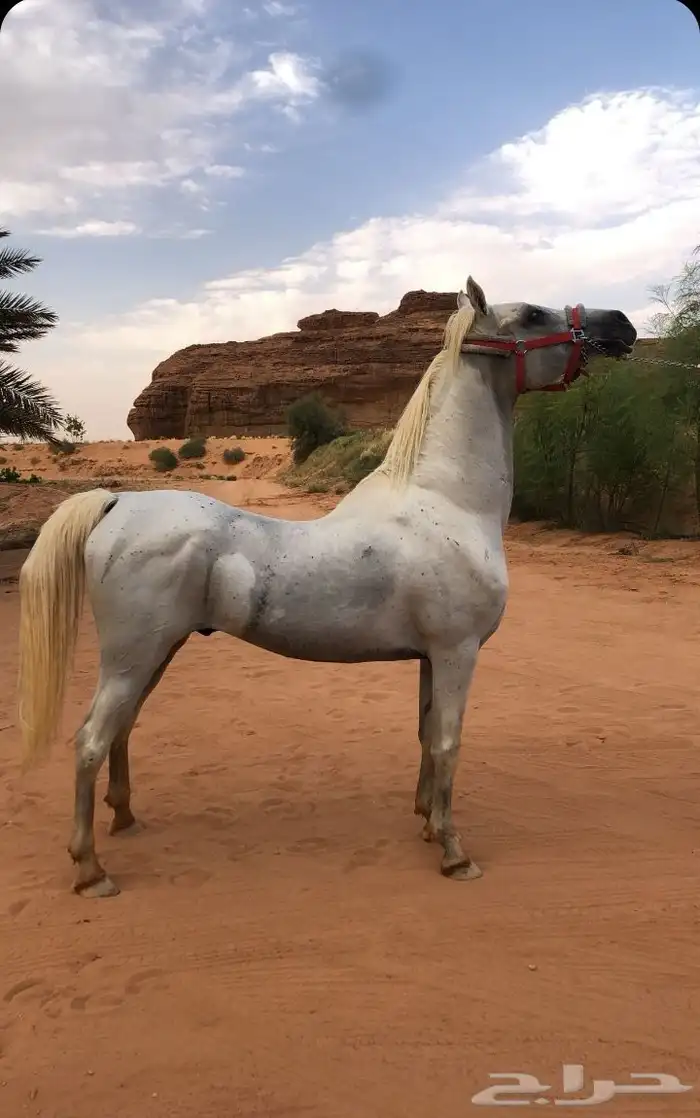 حصان فحل مربط 4