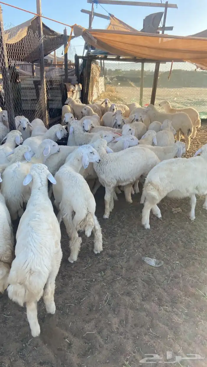 طليان حريات غنم حري تيوس عارضيات 0