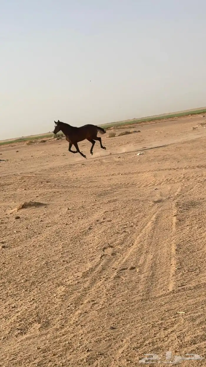 خيل شعبي 0