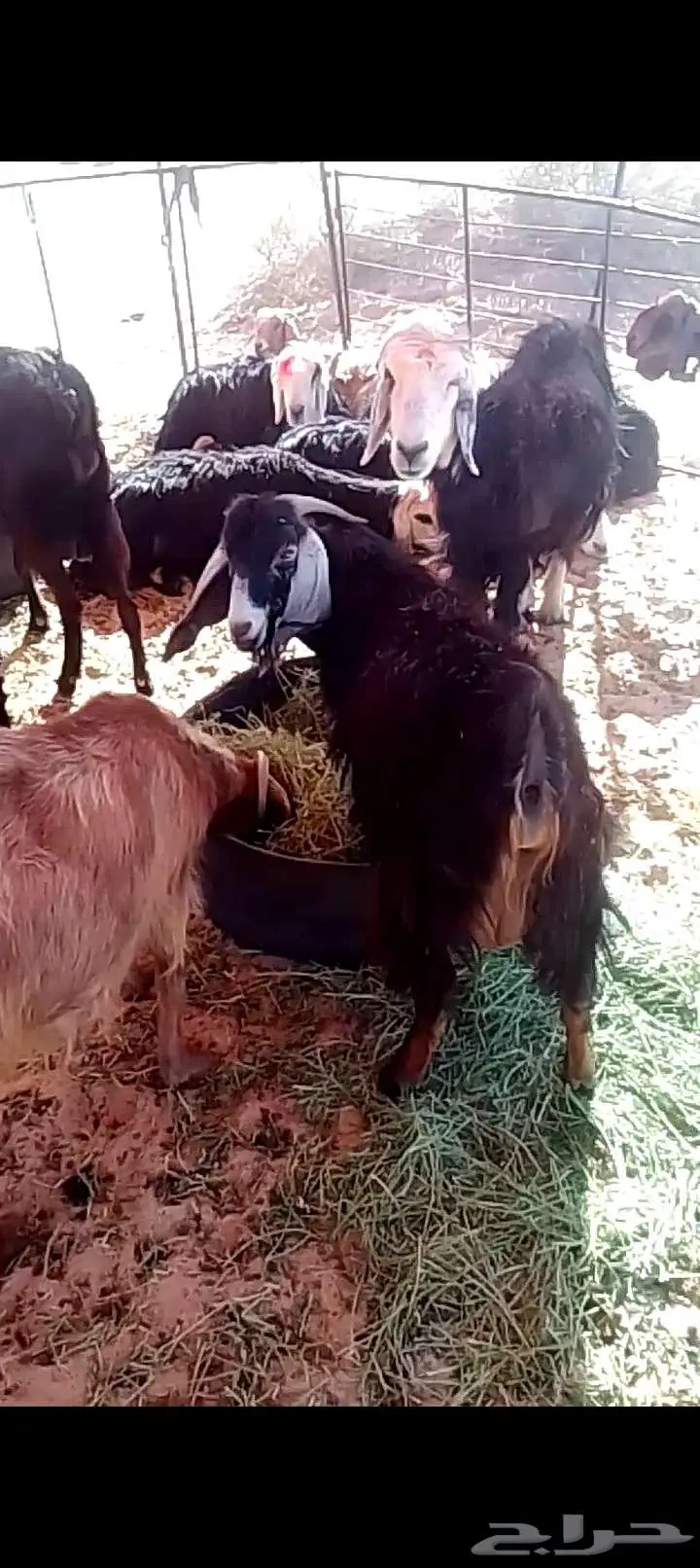 للبيع تيوس طييات الموقع ضوحي تيماء 0