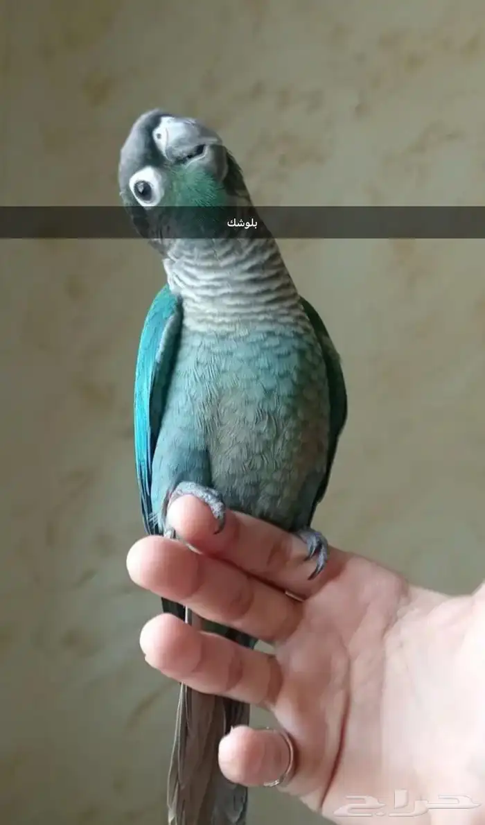 فروخ كنيور بلو شك و بلو ارتكواز 1