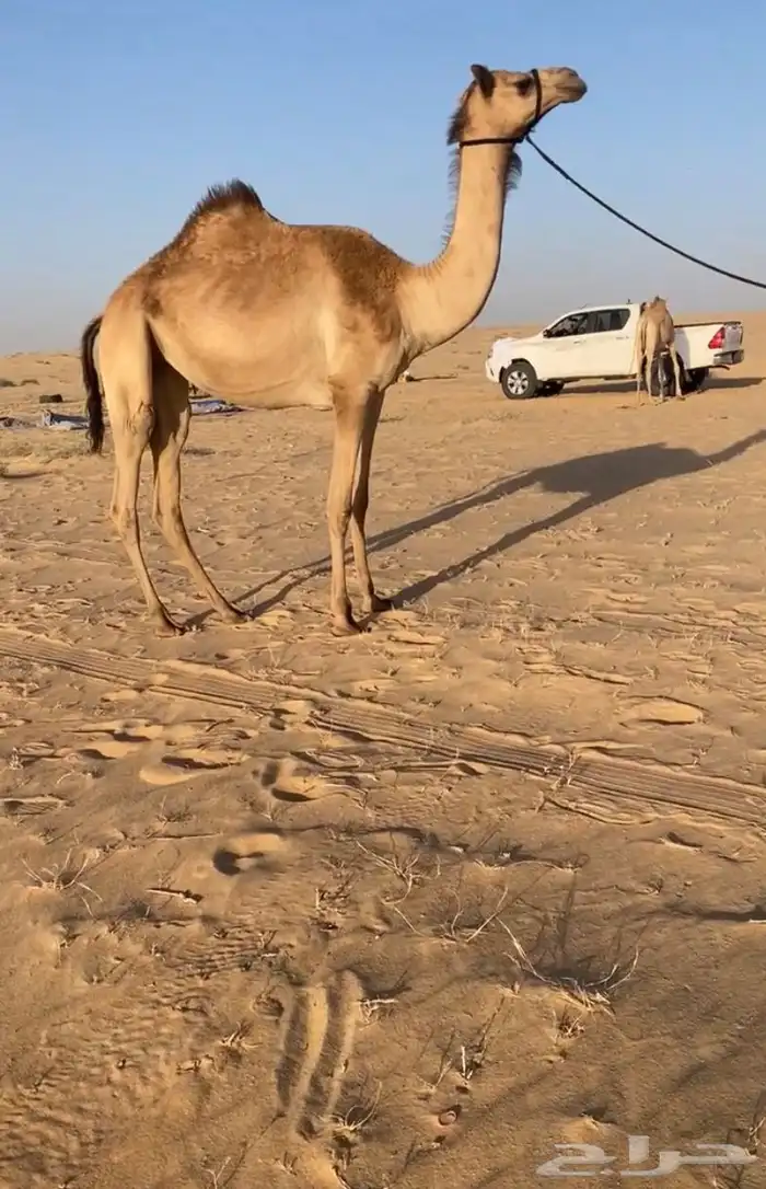 بكره لقيه شكل وسلاله تم اللبيع 0