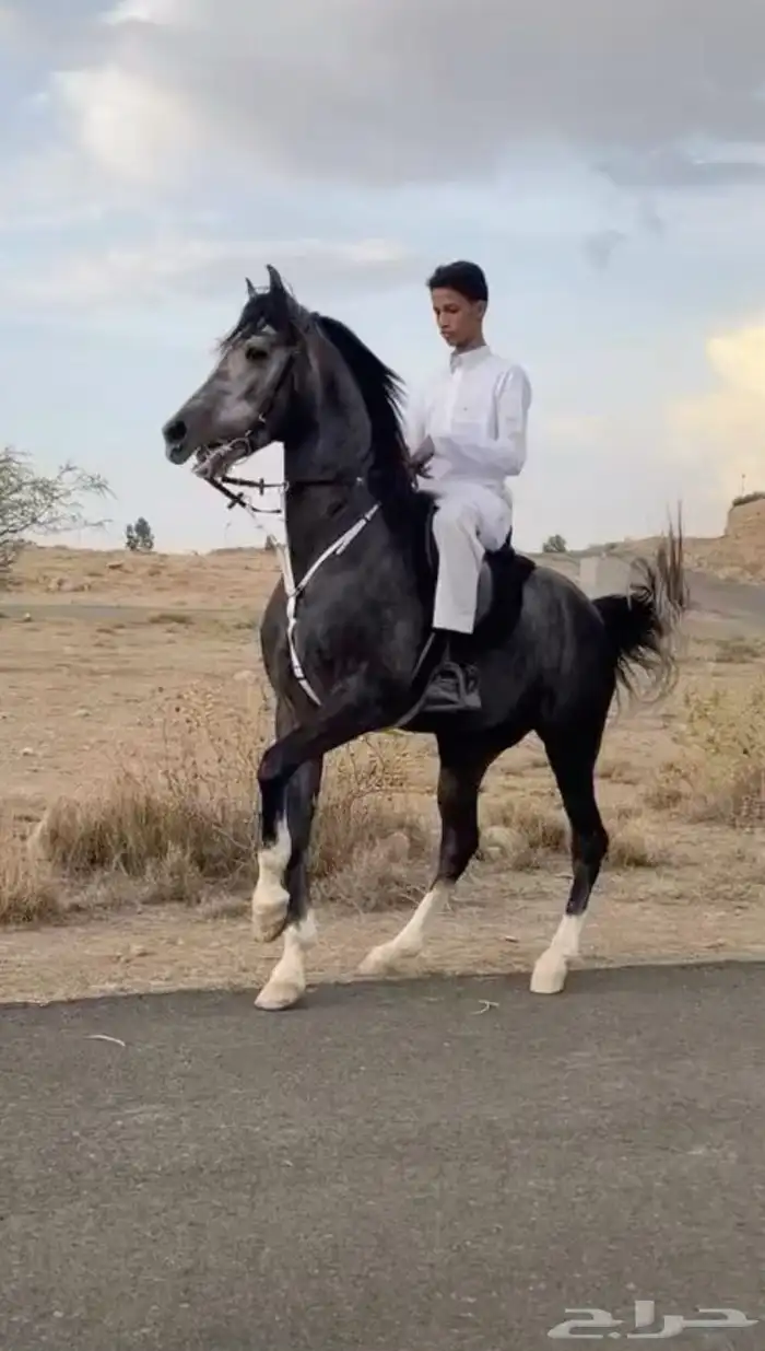 حصان شعبي فاخر 0