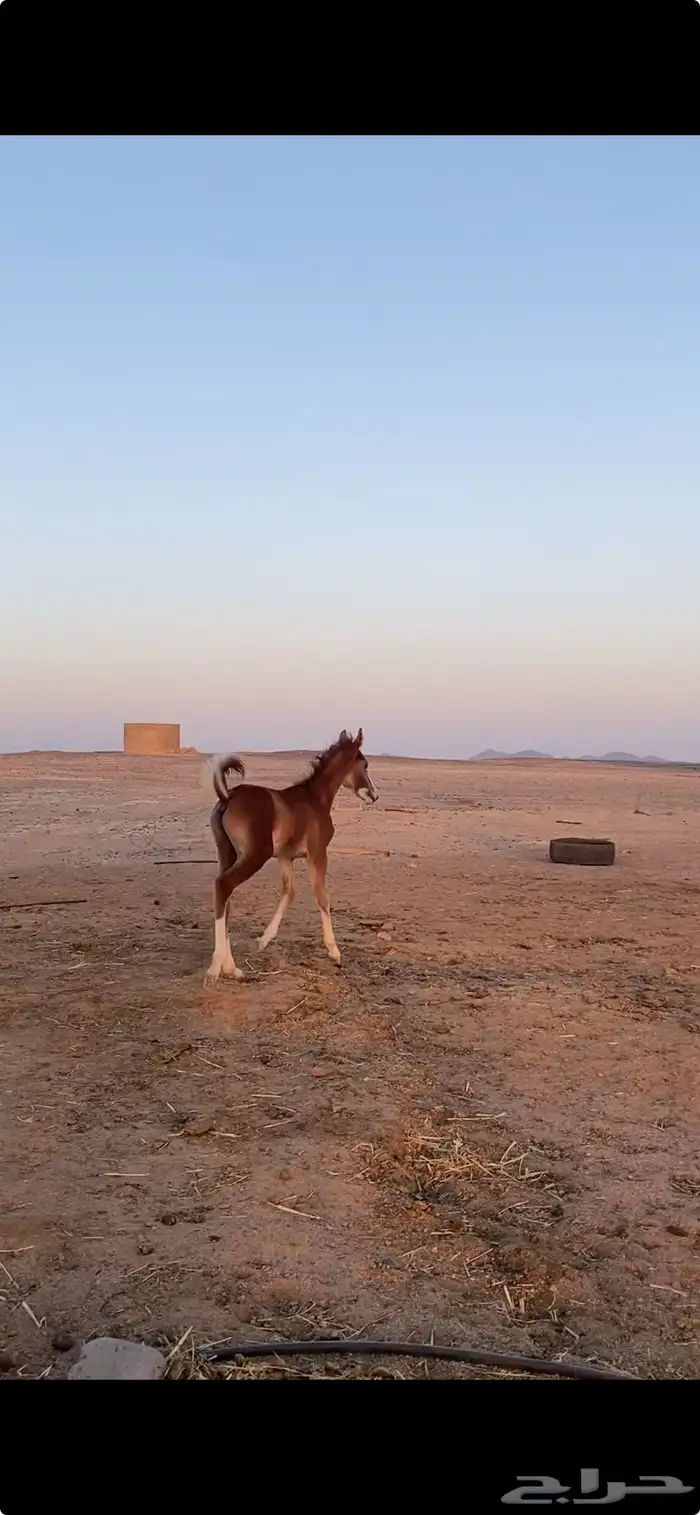 مهر شعبي 2