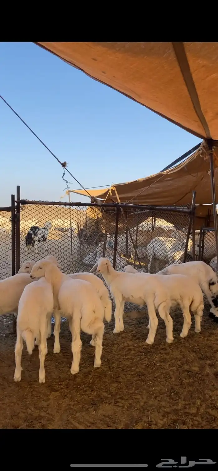 بهم بري حري للبيع (تم البيع) 0