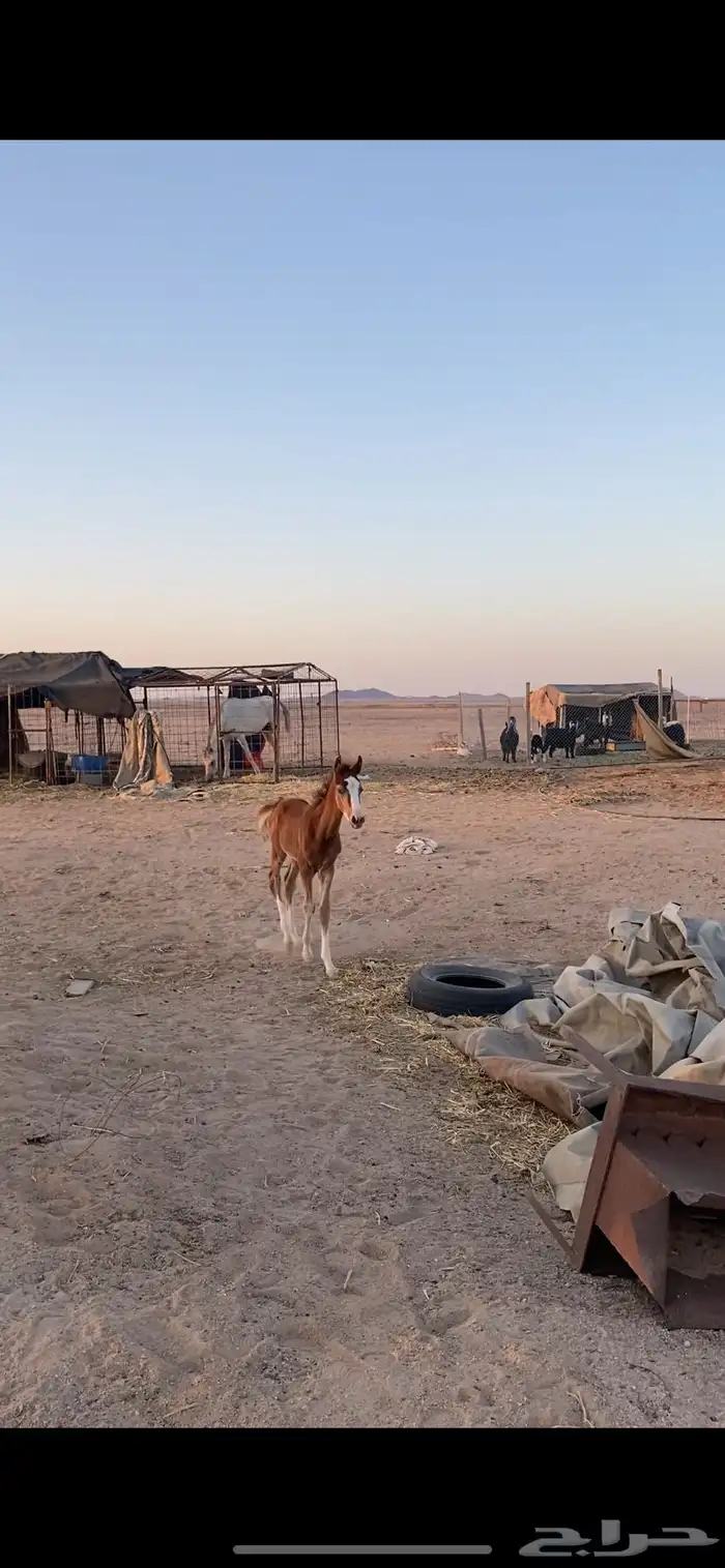 مهر شعبي 0