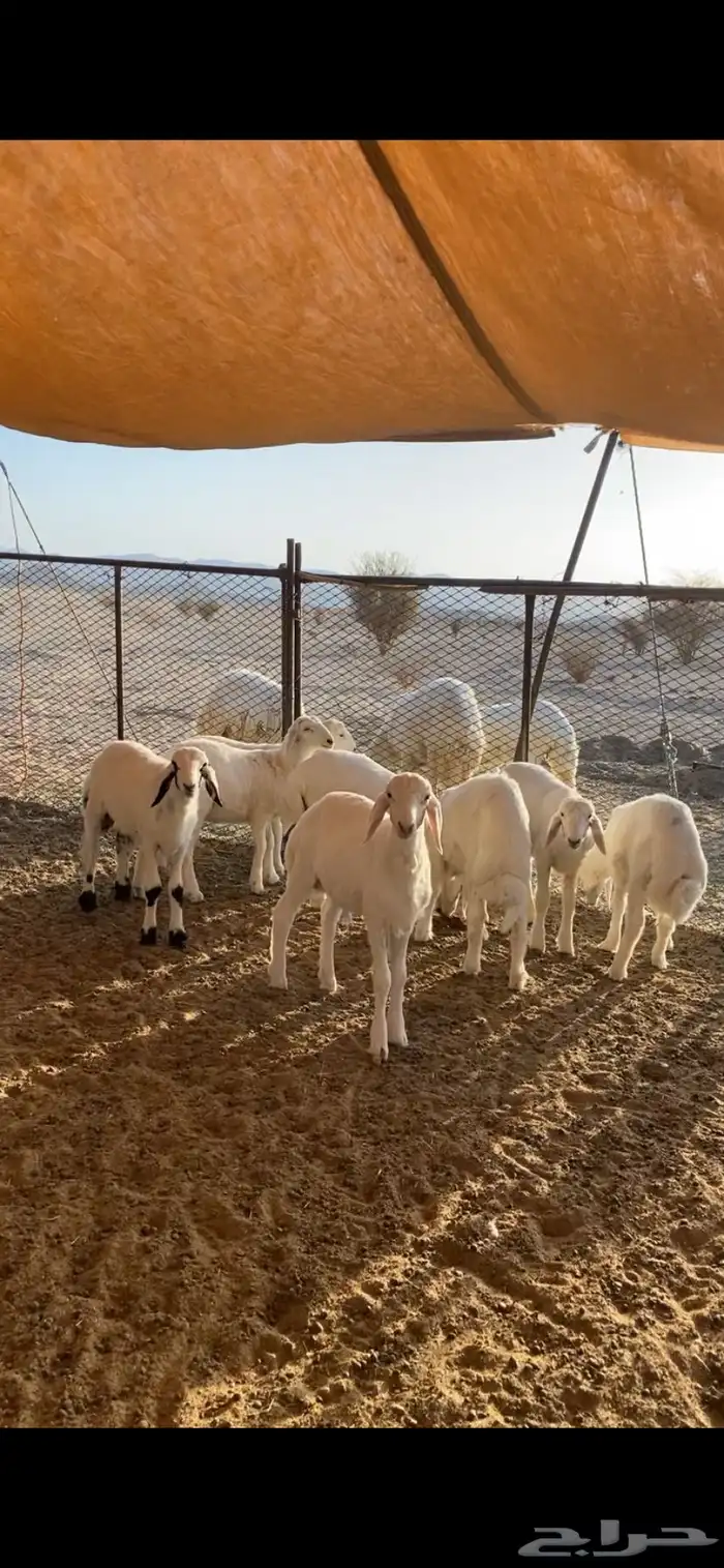 بهم بري حري للبيع (تم البيع) 3