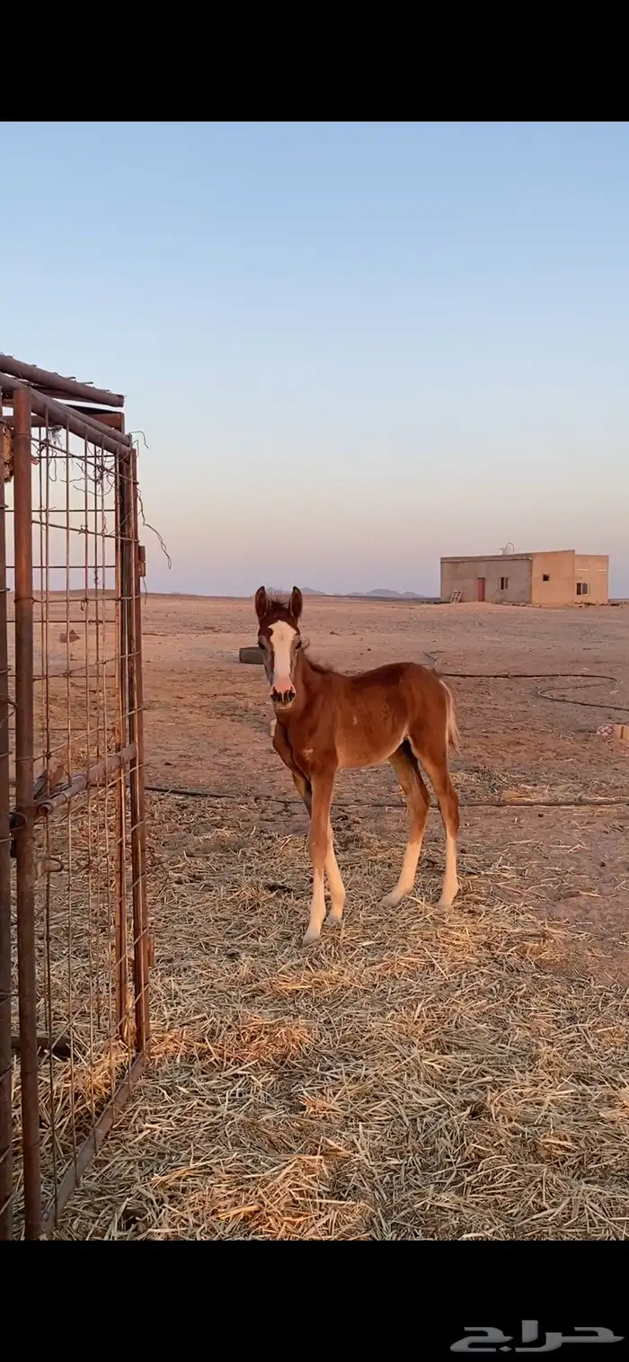 مهر شعبي 1