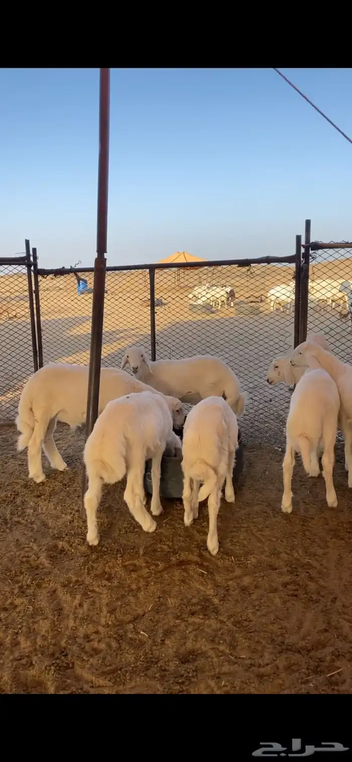 بهم بري حري للبيع (تم البيع) 1