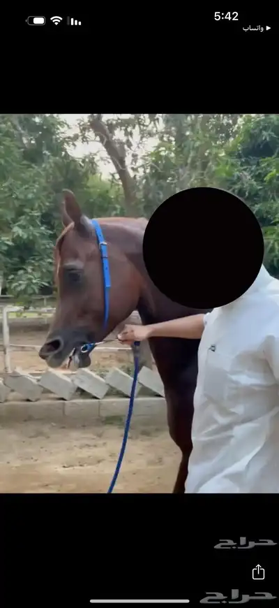 حصان مكس جمال ( للبيع او البدل ب فرس واهو ) 2