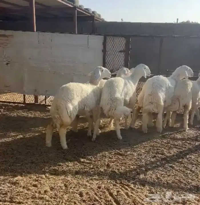 7 رخال حريه فواخر يا مدور المقنوي(تم البيع) 0