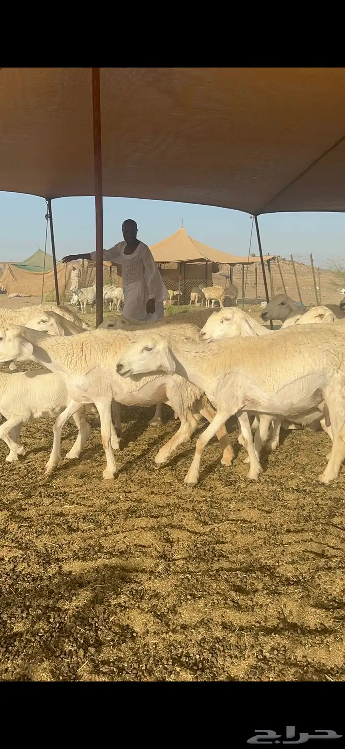 غنم حرية رخال خلفات صنف الصنف 25 تحتها 25 5