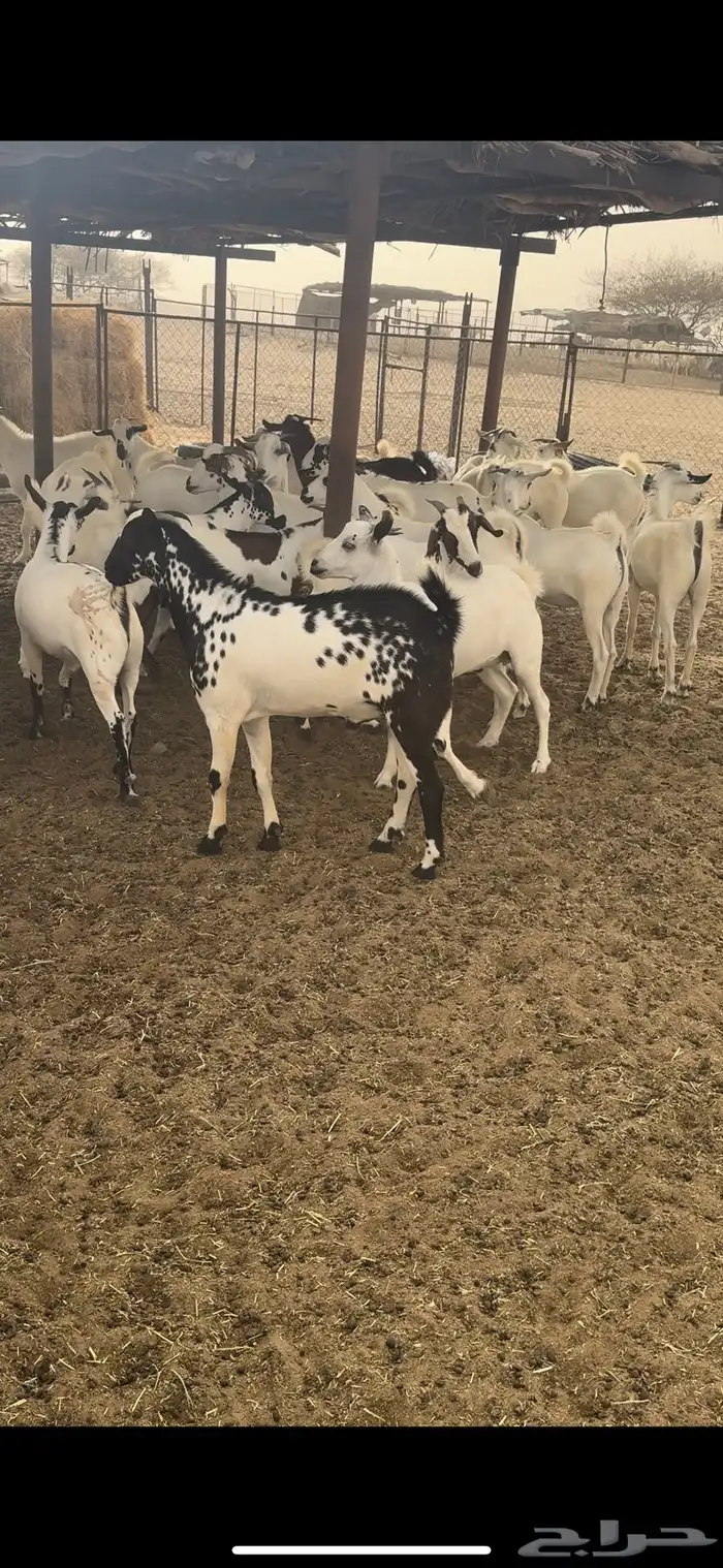 ذبايح مناسبات للبيع 1