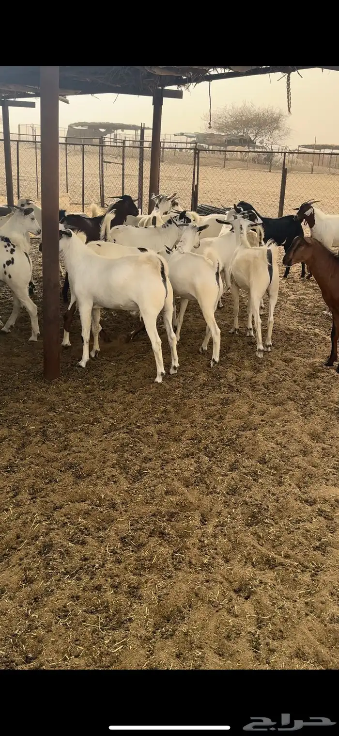 ذبايح مناسبات للبيع 0