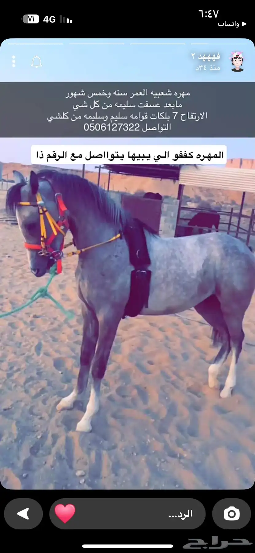 حصان 0
