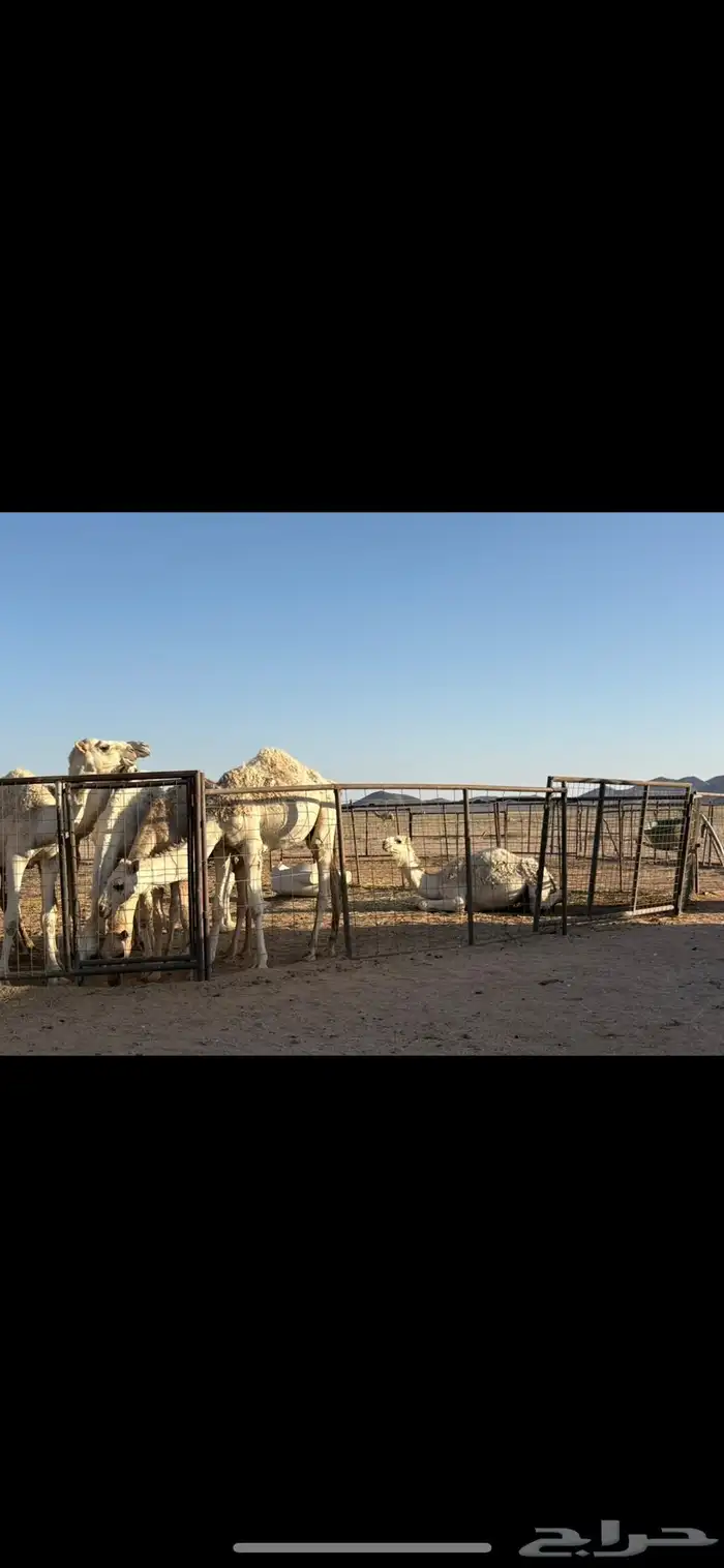 حشوا كلها قعدان 0
