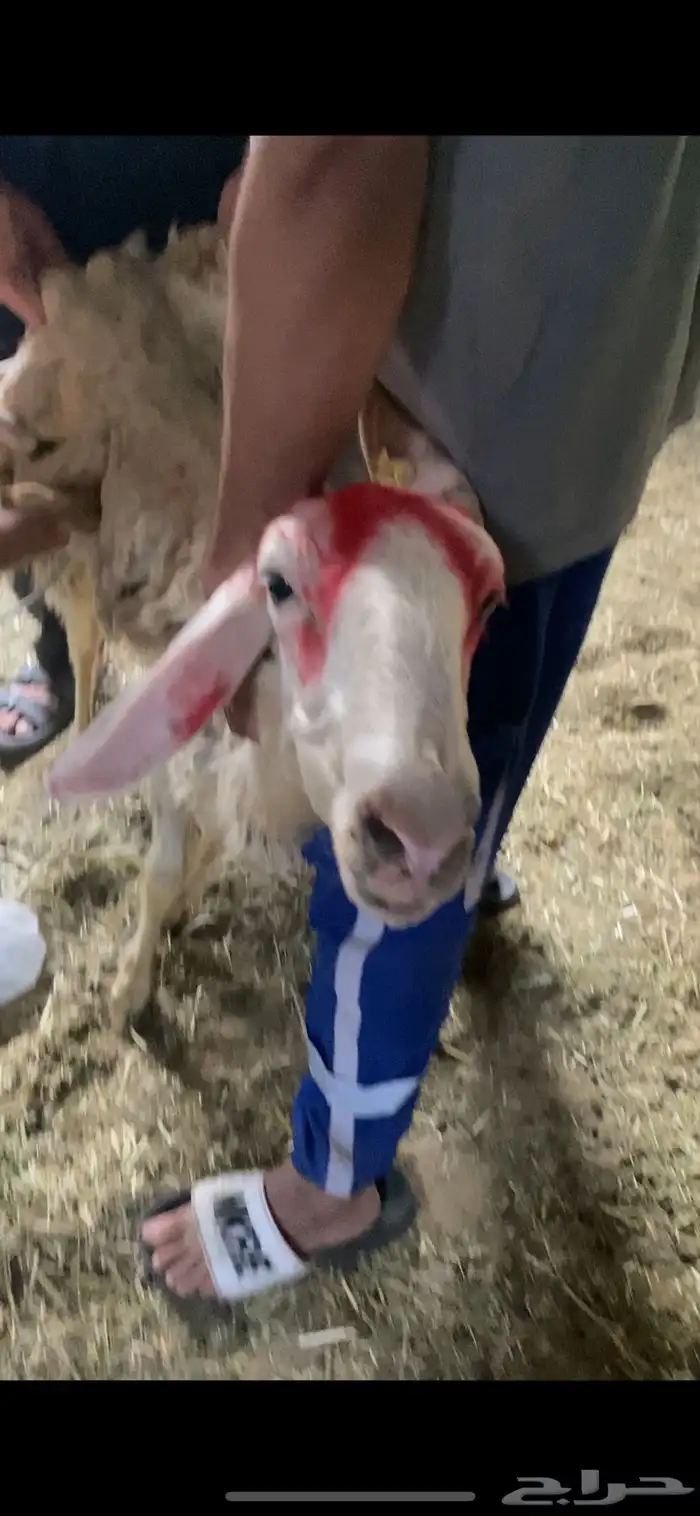 النعيميه دافع 3 شهور سنها رباع بتدخل سدس 0