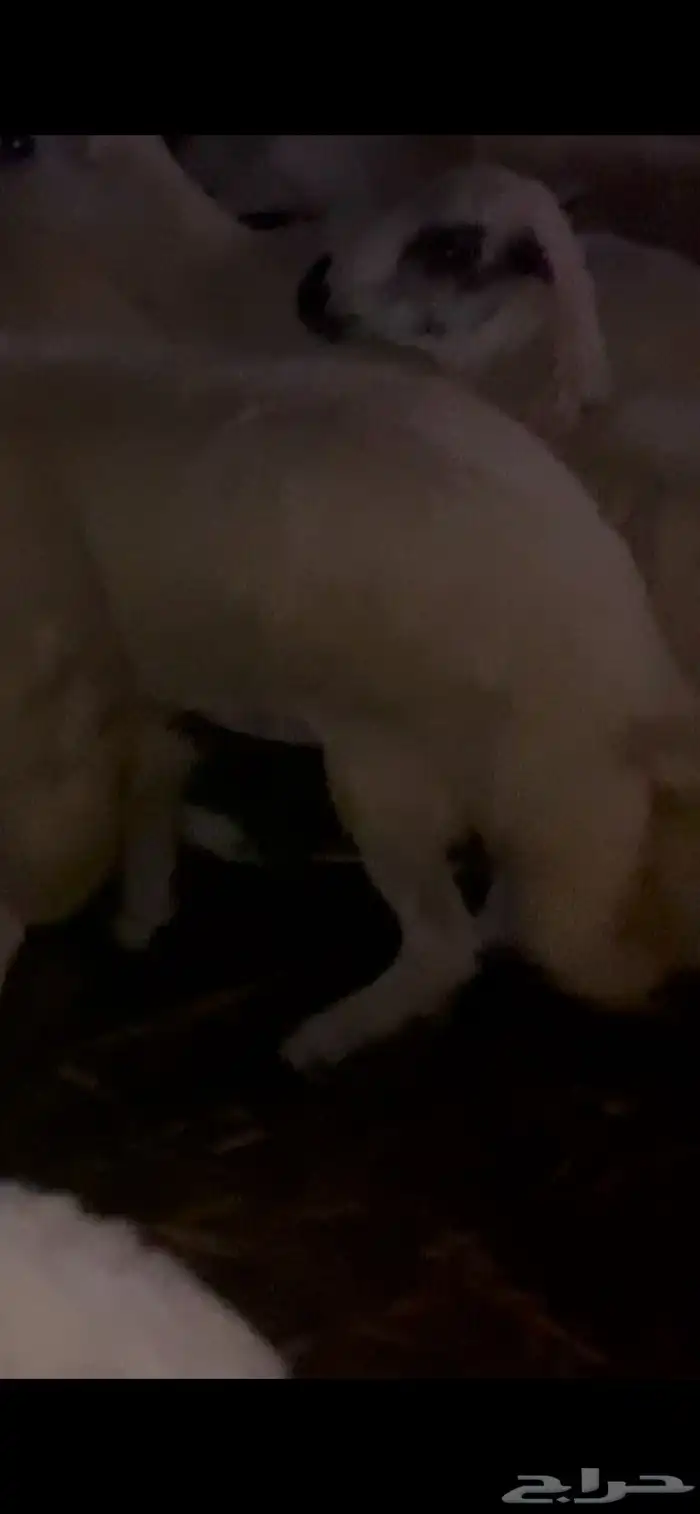 كبش للبيع مخصي يضحي 0