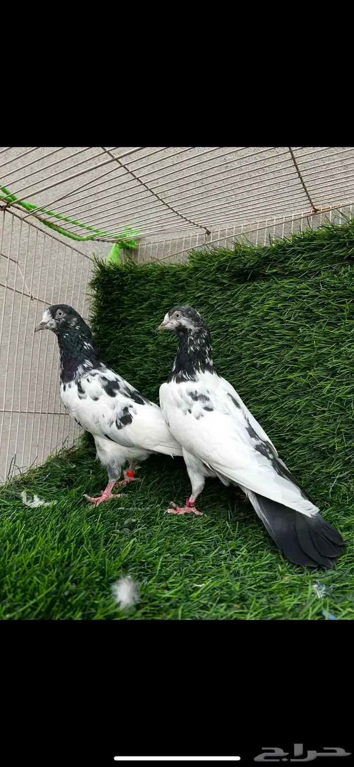 (تم البيع). 2