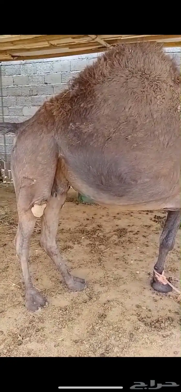 ناقه 0