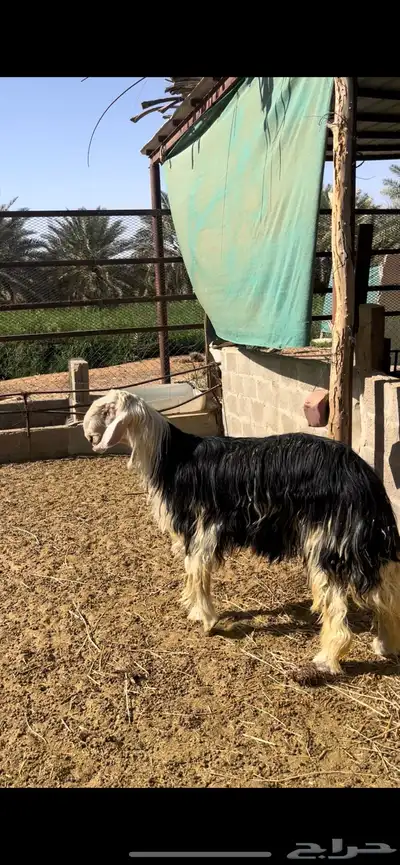 طلي نجدي ناهي ( تم البيع ) 1